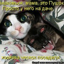 Смешные кошки в котоматрице смешных фото приколов
