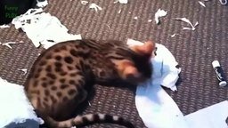 Кошки против туалетной бумаги