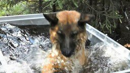 Собачья радость от купания