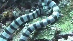Морская змея поглотила мурену