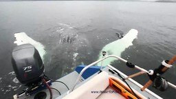 Рыбак повстречал кита
